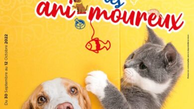 Catalogue Carrefour Market Maroc Offres Animals du 30 septembre au 12 octobre 2022