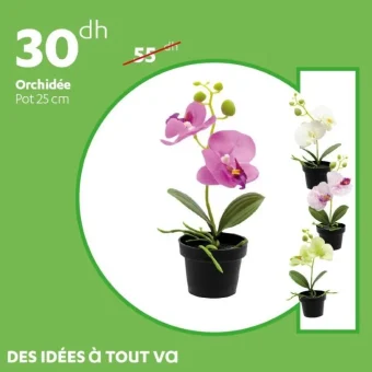Orchidée pot de 25cm